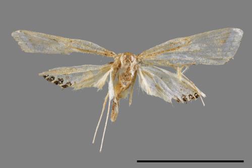 Eoophyla conjunctalis[00064617]