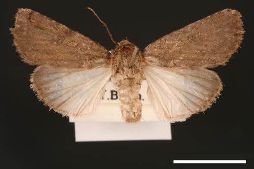 Spodoptera pecten[梳灰翅夜蛾][00002886]