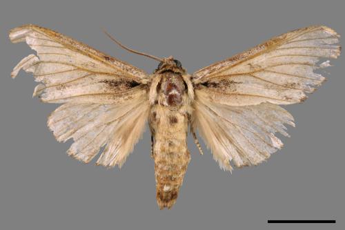 Metriaeschra apatela elegans[暗波舟蛾][00045787]