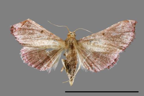 <已分類>Family：Pyralidae[螟蛾科][00087298]