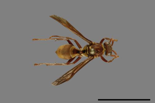 Polistes shirakii[shirakii][00086113]