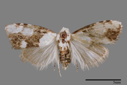 <已分類>Family：Noctuidae[夜蛾科][00011989]