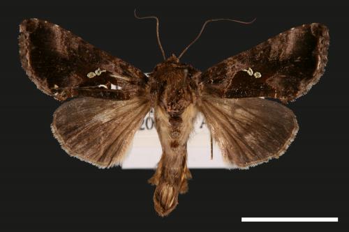 Chrysodeixis minutus[00030073]