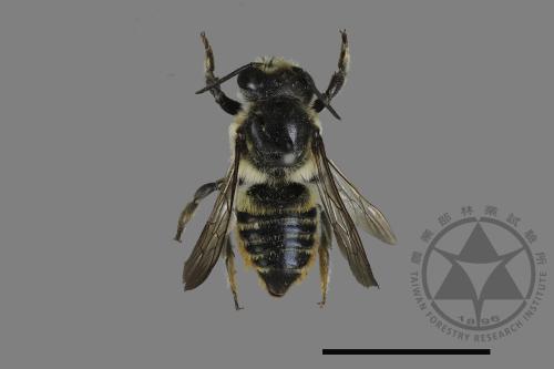 Megachile igniscopata[00171973]