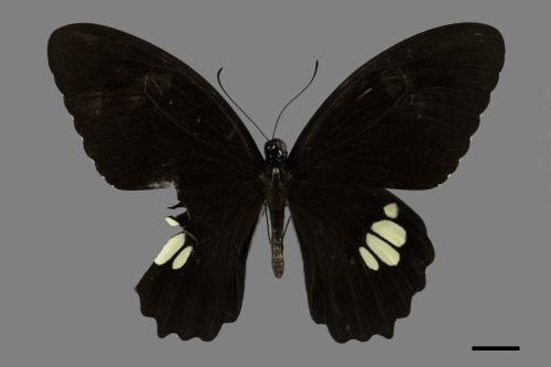 Papilio castor formosanus[無尾白紋鳳蝶][00101514]