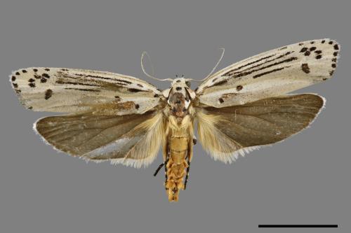 Ethmia lineatonotella[點帶織葉蛾][00061437]