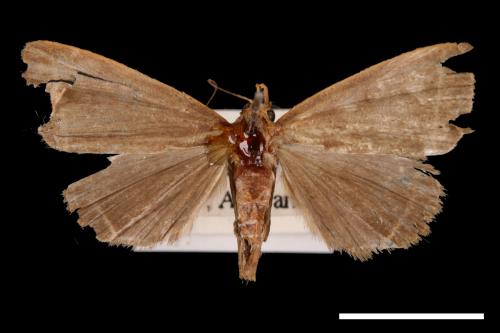 <已分類>Genus：Simplicia[00011496]