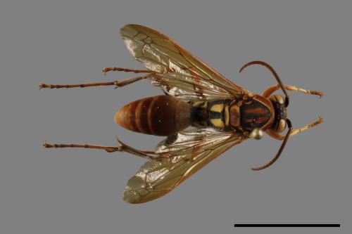 Polistes formosanus[00093492]