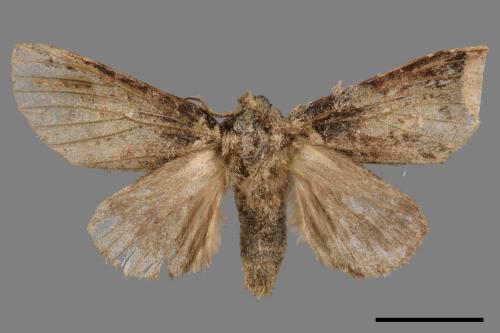 Neodrymonia seriatopunctata[黃肩舟蛾][00051671]