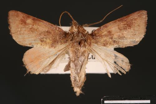 Carea internifusca[間赭瘤蛾][00004599]