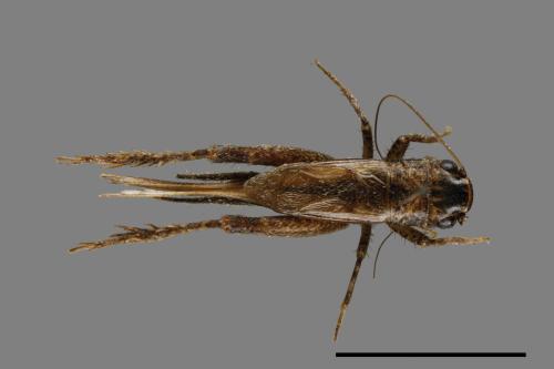 <已分類>Family：Gryllidae[蟋蟀科][00054424]