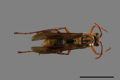 Polistes formosanus[00093619]