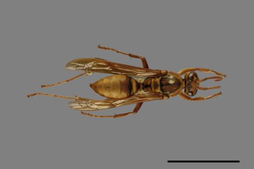 Polistes formosanus[00073583]