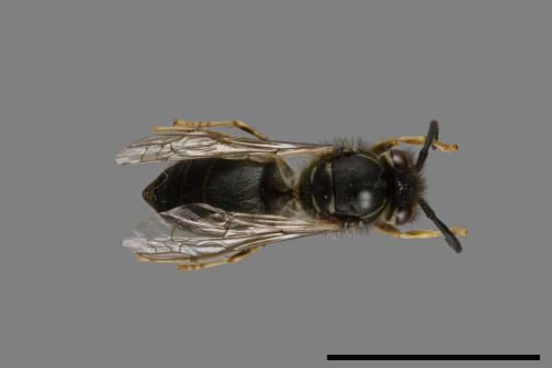 Vespula flaviceps[細黃胡蜂][00073067]