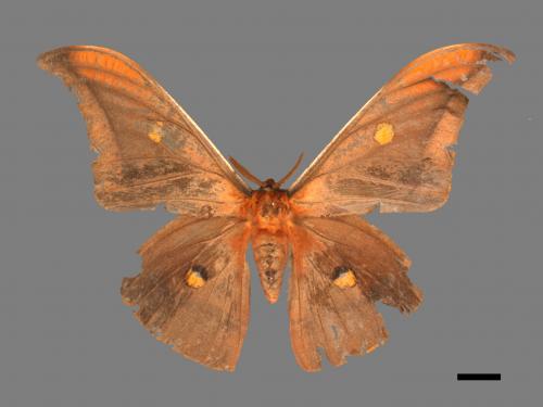 Antheraea formosana[紅目天蠶蛾][00016002]