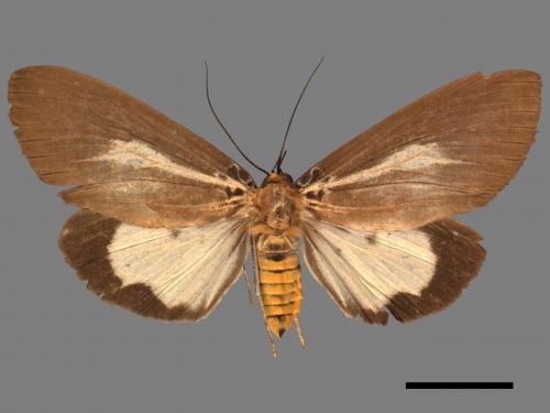 Asota heliconia zebrina[圓端擬燈蛾][00045469]