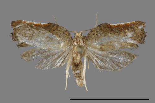<已分類>Family：Tortricidae[捲葉蛾科][00094992]