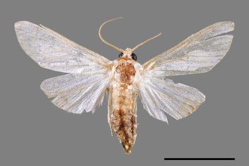 Cirrhochrista spissalis[00066701]