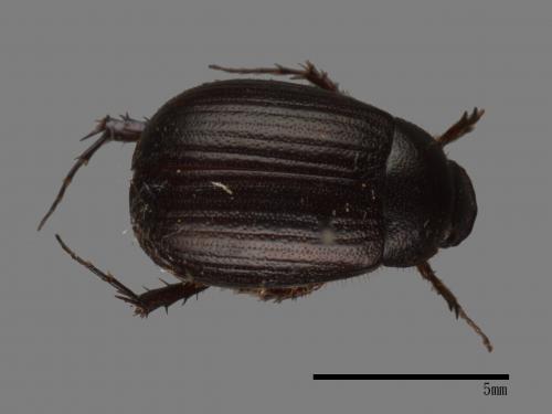 <已分類>Family：Scarabaeidae[金龜子科][00026468]