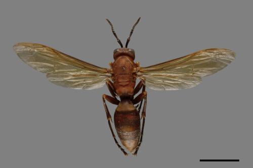 Polistes gigas[巨長腳蜂][00074301]