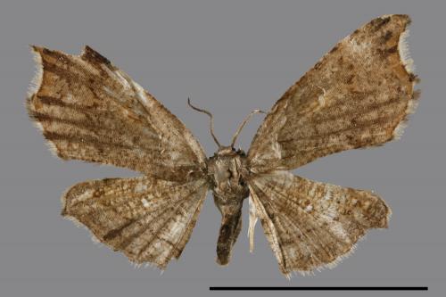 Chundana emarginata[凹緣雙尾蛾][00042794]