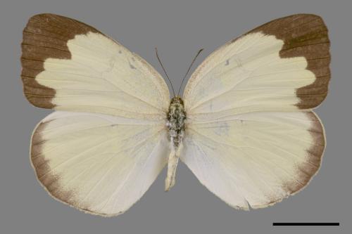 Eurema blanda arsakia[臺灣黃蝶][00014242]