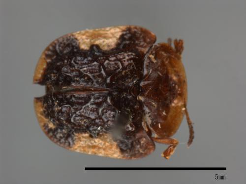 <已分類>Family：Chrysomelidae[金花蟲科][00080120]