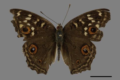 Junonia lemonias aenaria[眼紋擬蛺蝶][00101581]