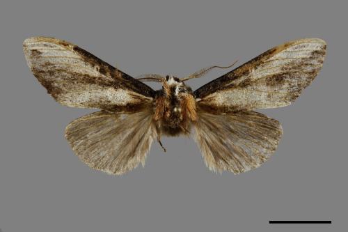 Hexafrenum leucodera yamamotoi[吉本氏異齒舟蛾 (明白頸異齒舟蛾)][00091907]