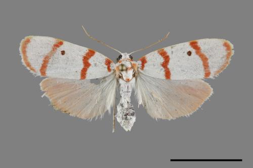 Cyana hamata[優雪苔蛾][00093167]