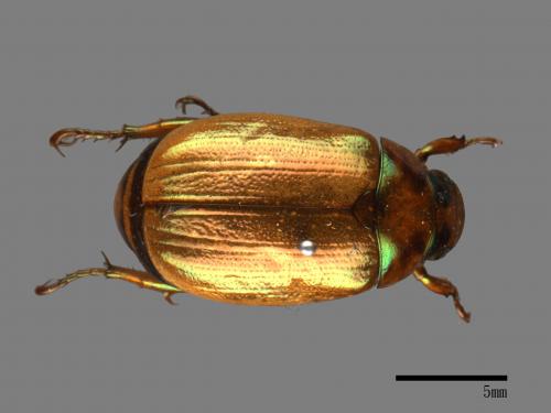 Mimela testaceoviridis[黃艷金龜][00026702]