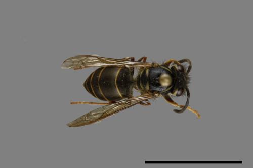 Vespula flaviceps[細黃胡蜂][00073020]