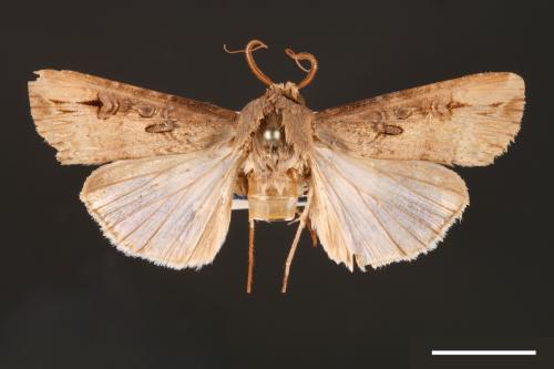 Agrotis ipsilon[小地老虎][00000663]