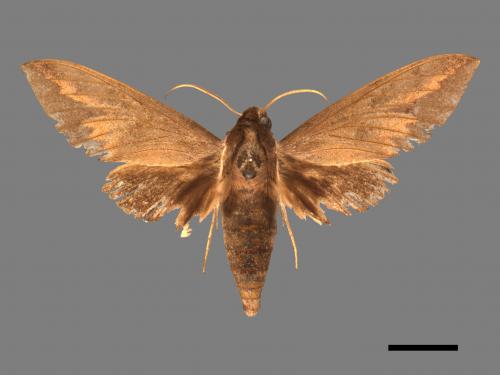 Acosmerycoides harterti[鋸線天蛾][00017513]