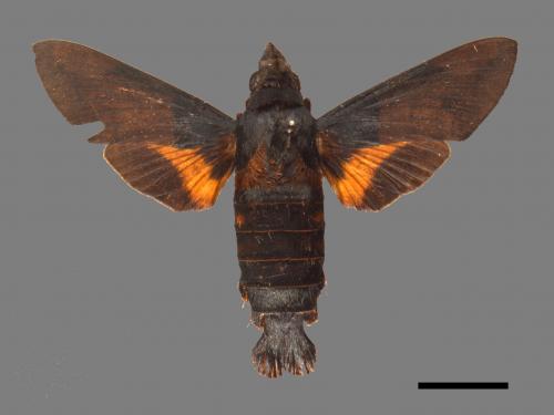 Macroglossum passalus[虎皮楠長喙天蛾][00032454]