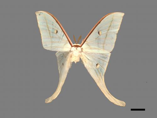 Actias selene ningpoana[長尾水青蛾][00016353]