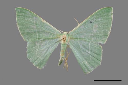 Pelagodes proquadrarius[綠翠尺蛾][00044137]