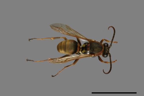 Polistes takasagonus[雙斑長腳蜂][00072670]