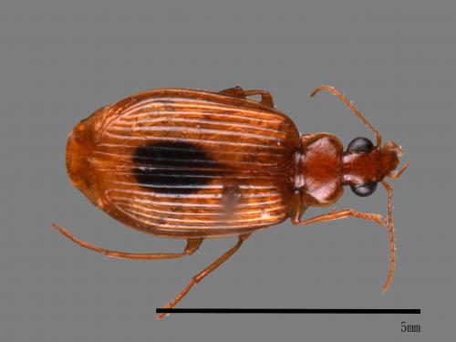 <已分類>Family：Carabidae[步行蟲科][00048894]