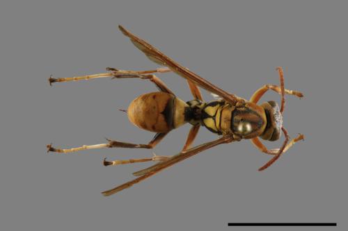 Polistes formosanus[00117571]