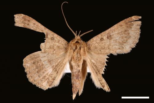 Ericeia inangulata[00030056]