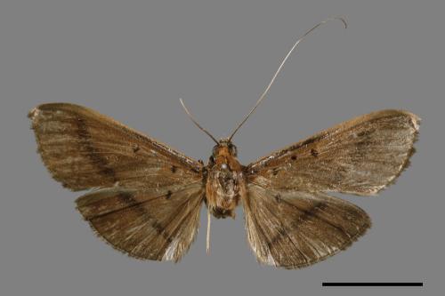 Filodes fulvidorsalis[00028951]