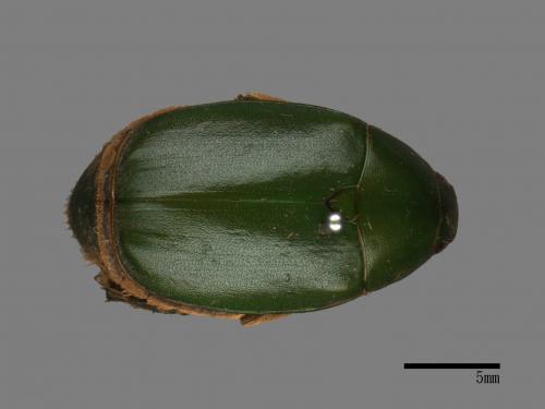 Anomala albopilosa trachypyga[小青銅金龜][00088586]