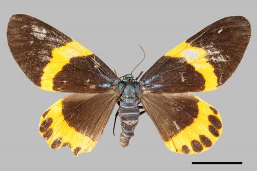 Milionia basalis pryeri[橙帶枝尺蛾][00055923]