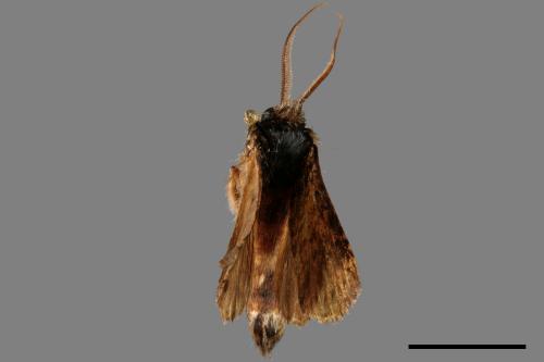 Pseudofentonia nigrofasciata[00036907]