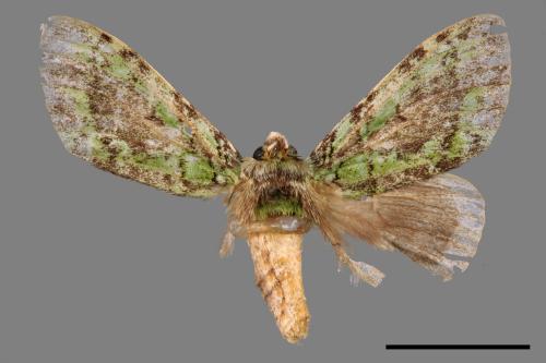 Somera viridifusca viridifusca[瑟舟蛾][00056463]