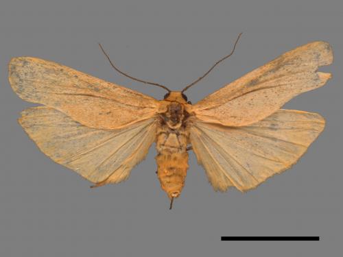 Eilema usuguronis[黃邊土苔蛾][00045327]