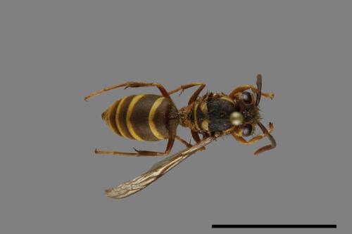 Vespula arisana[阿里山黃胡蜂][00072856]