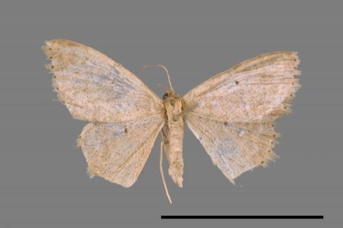 <已分類>Genus：Scopula[00037445]