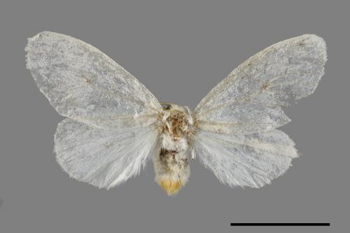<已分類>Genus：Euproctis[00047012]